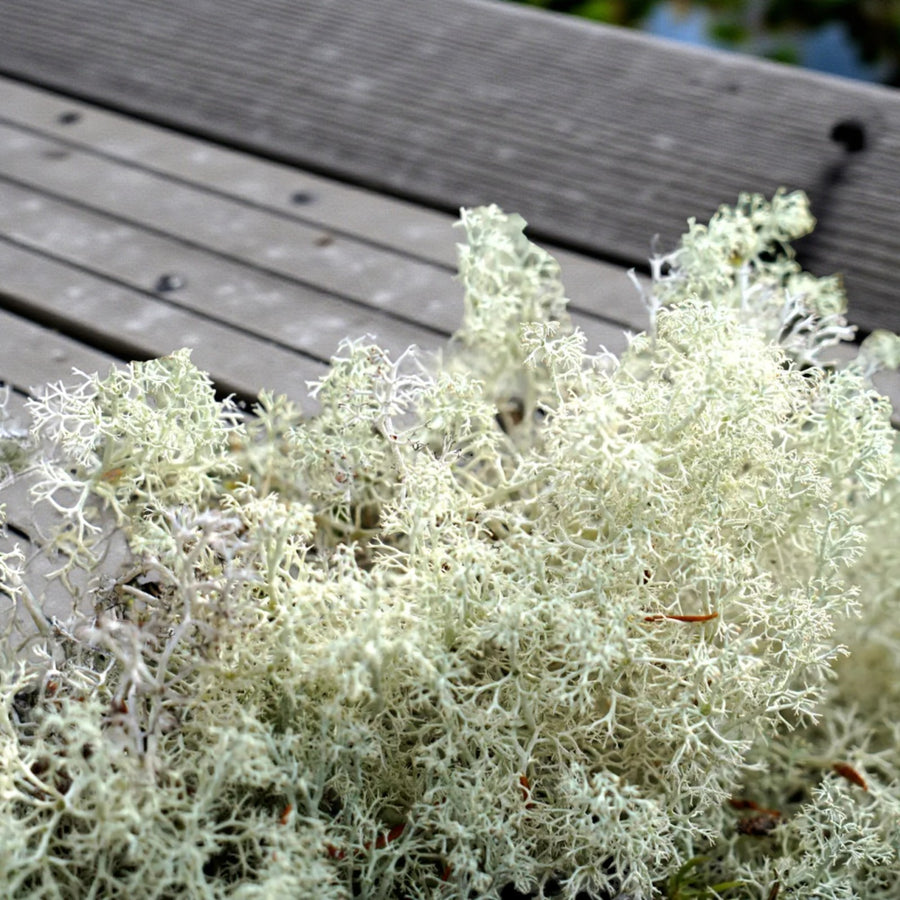 Reindeer Moss  4