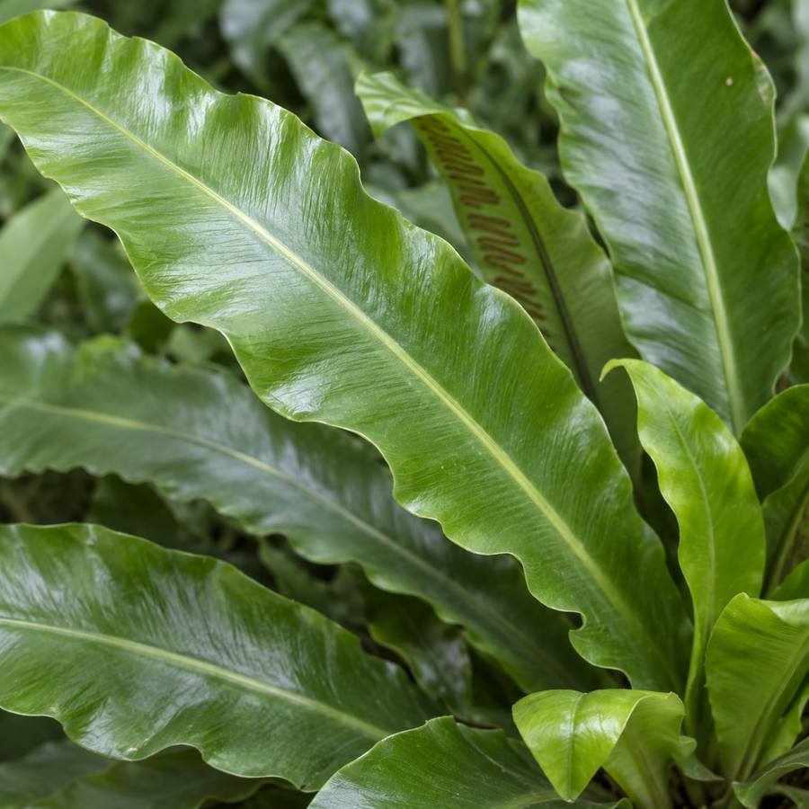 Asplenium Scolopendrium Fern  1