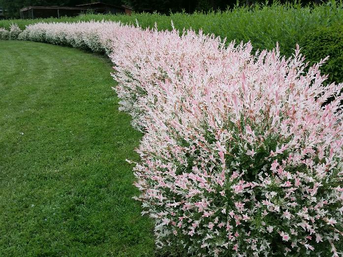 Salix Hakuro Nishiki rest_1_4_14267 4