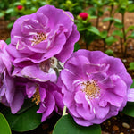 Rhapsody in Blue Bare Root Rose  2