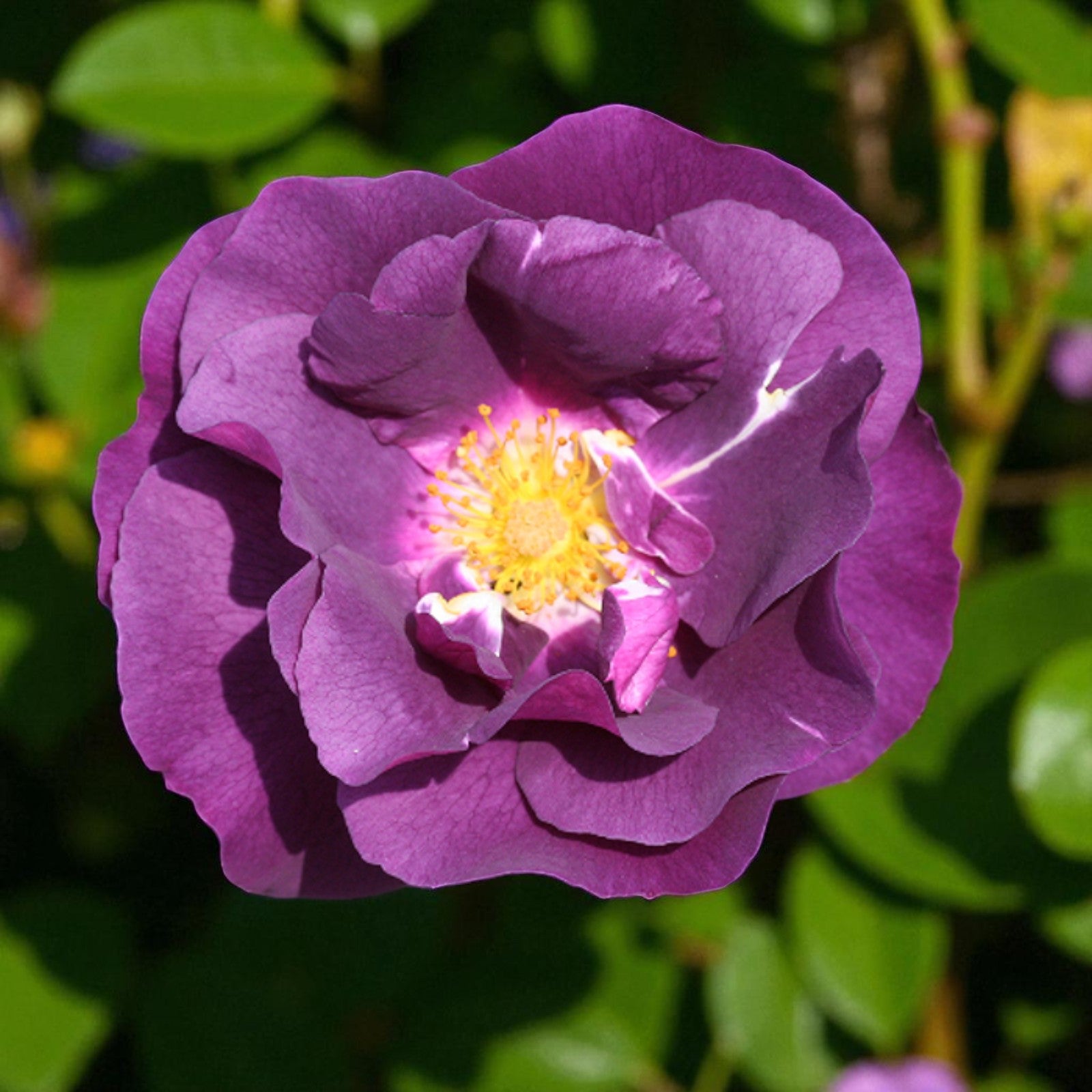 Rhapsody in Blue Bare Root Rose