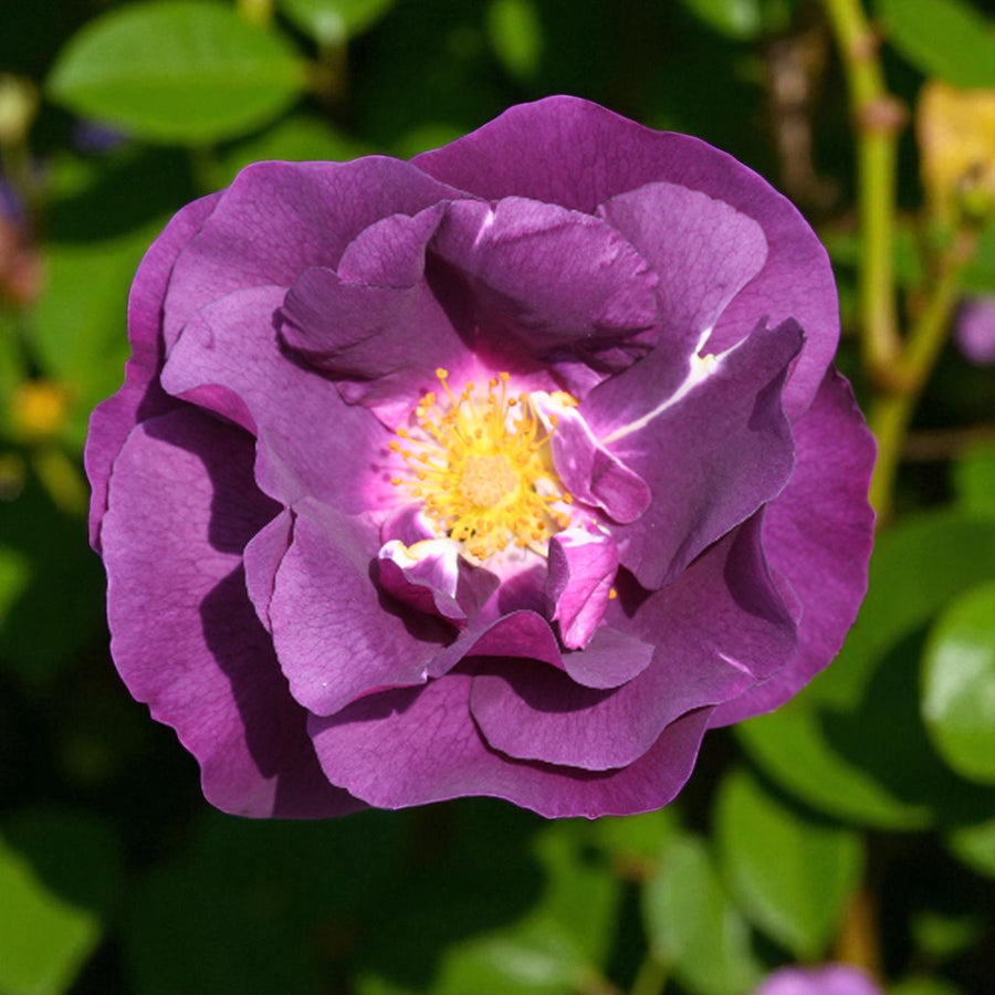 Rhapsody in Blue Bare Root Rose  1