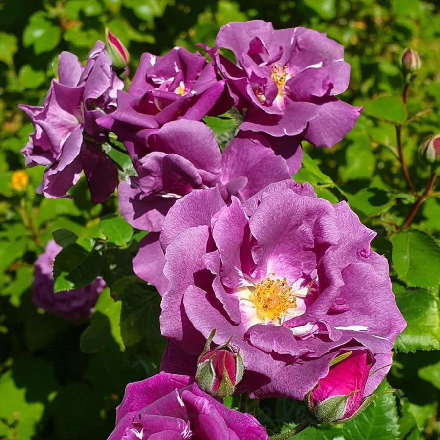 Rhapsody in Blue Bare Root Rose  3
