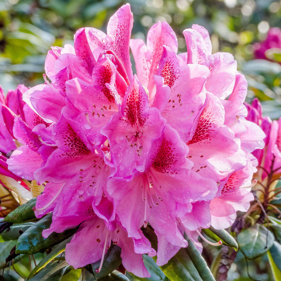 Rhododendron Cosmopolitan rhodocosmo 1
