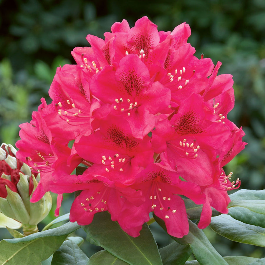 Rhododendron Nova Zembla rhodonovazem 1