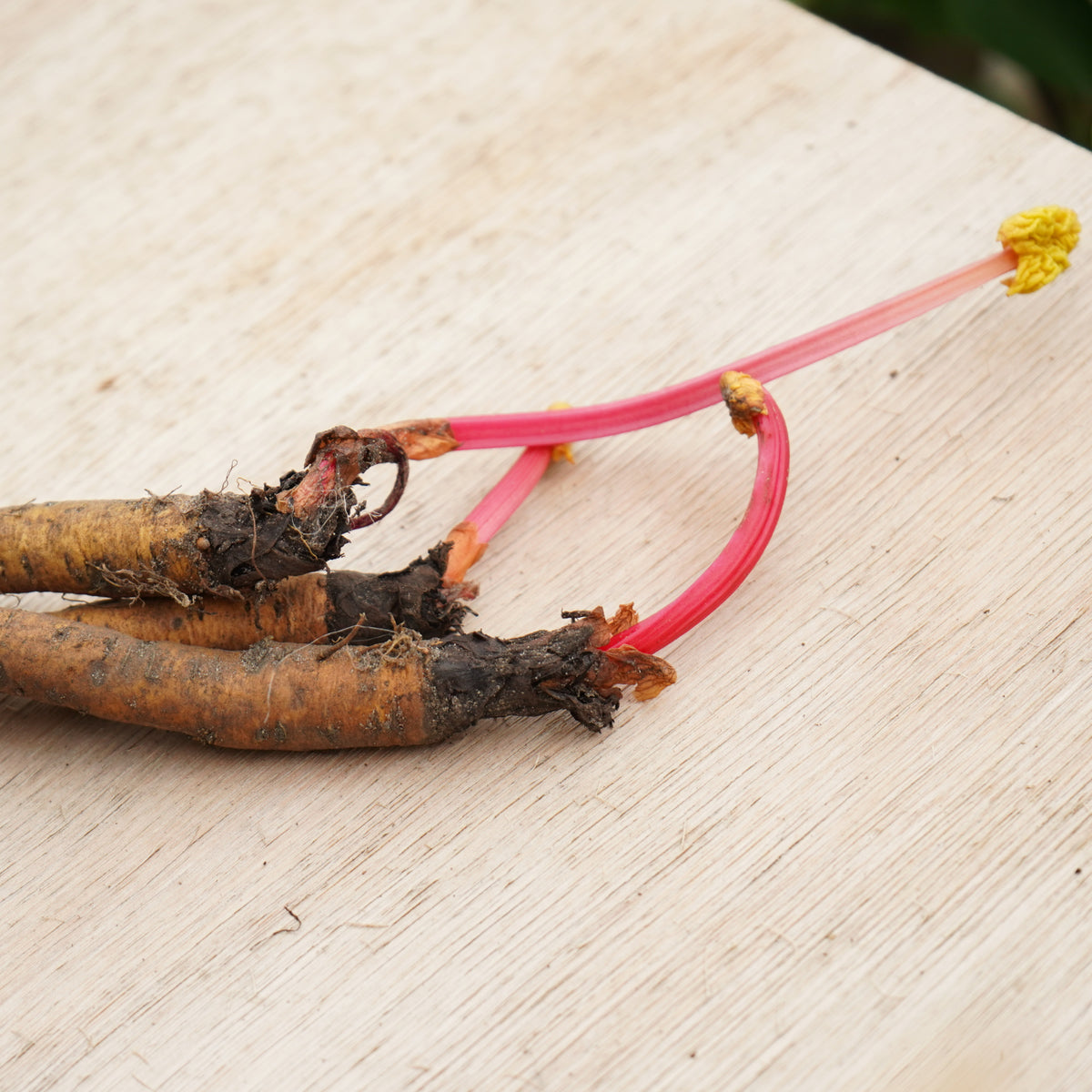 Rhubarb Crown Plant Mix  2