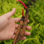 Rhubarb Bare Root Crowns  4