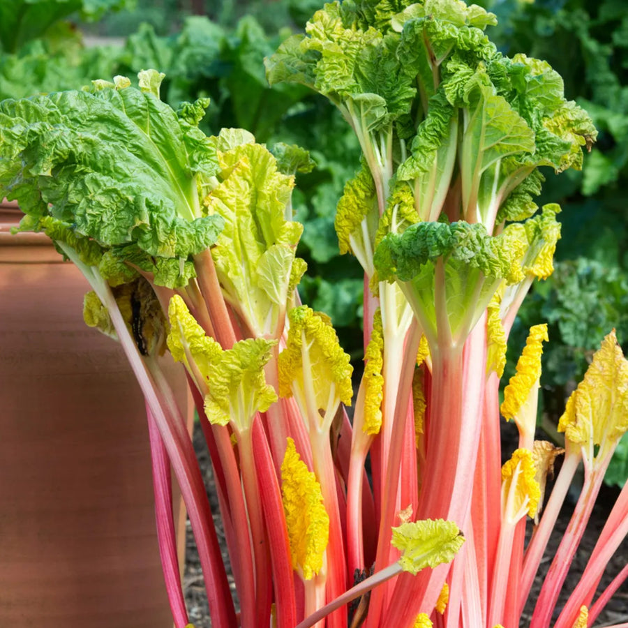 Rhubarb Plant 3 x Rhubarb Plants in 9cm Pots image1 2