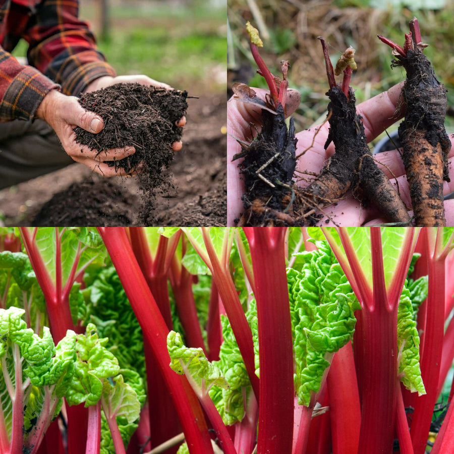 Mixed Ready to Plant Rhubarb Crowns - With FREE Growing Mix rhubarbcrownwithcompost7 1