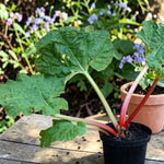 Rhubarb Victoria Plant  3