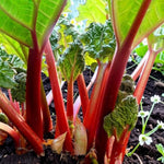 Rhubarb Raspberry Red Plant  1