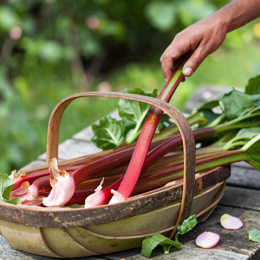 Rhubarb Raspberry Red Plant  3