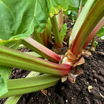 Rhubarb Red Champagne Plant  2