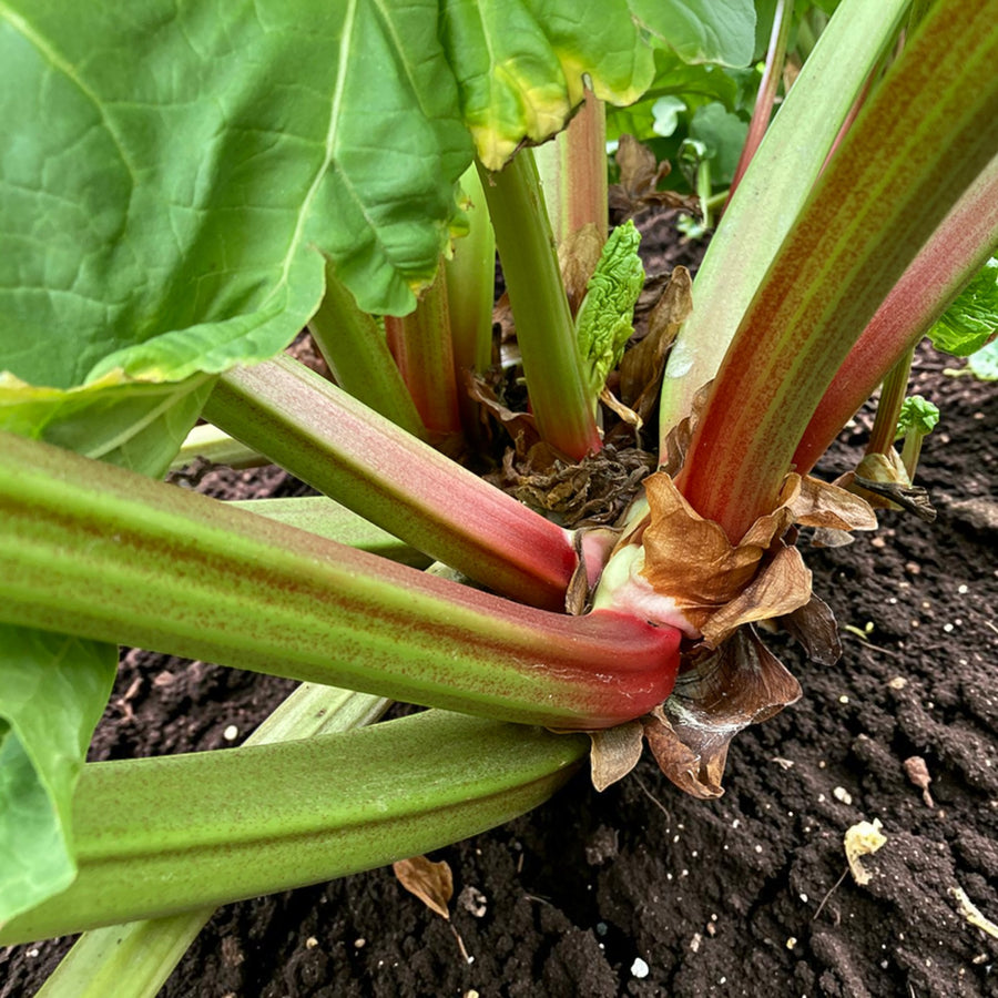 Rhubarb Red Champagne Plant  2