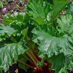 Rhubarb Red Champagne Plant  3