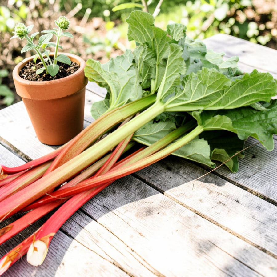 Rhubarb Plant  5