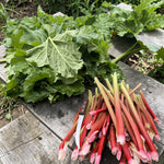 Rhubarb Victoria Plant  2