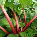 Rhubarb Plant  4