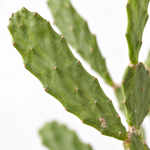 Road Kill Cactus  2