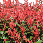 Photinia × fraseri 'Robusta Compacta' Hedging Shrub in 9L Pot  2