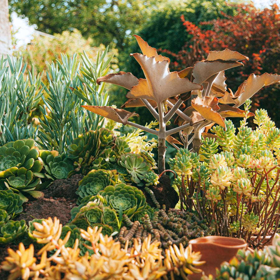alpine & rockery plants