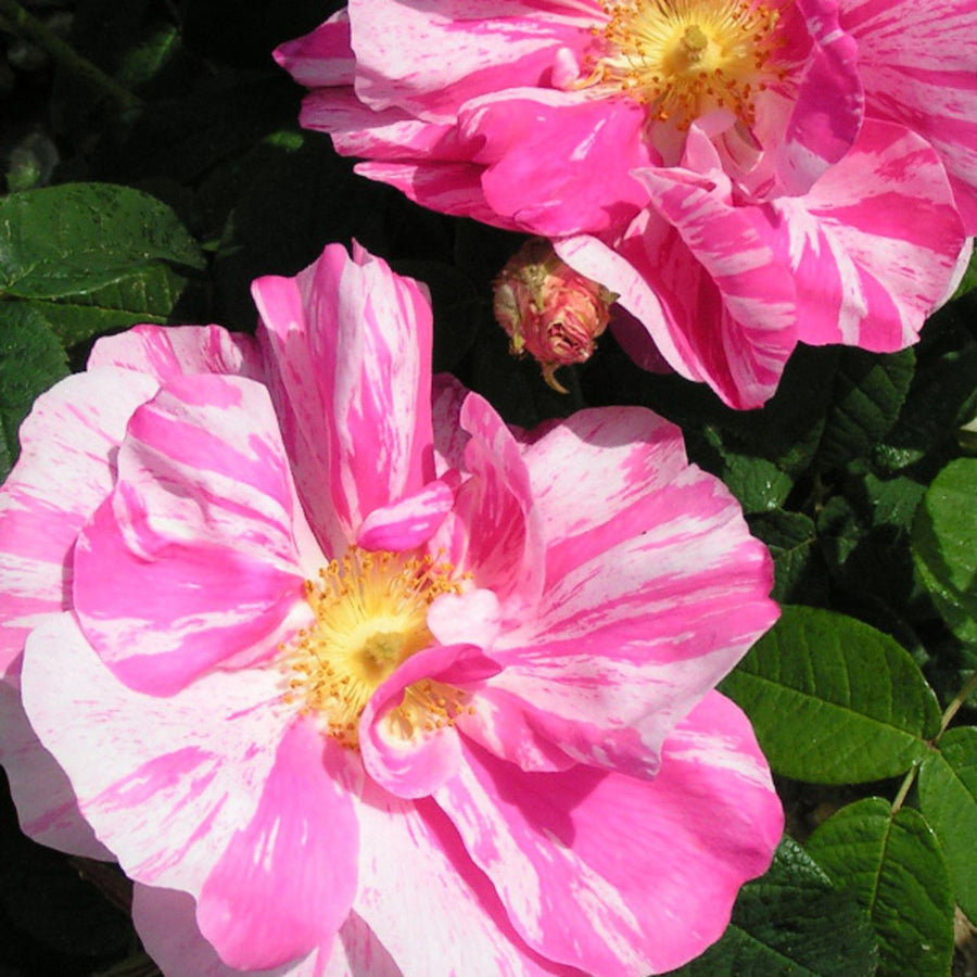 Mundi Rose Bush Pink Stripe rosa-mundi-gallica-rose 5