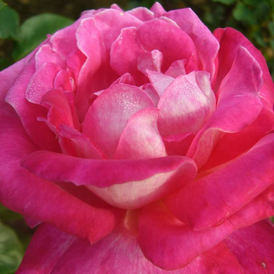 Rose Bush 'Gaujard' rosa-rose-gaujard 2