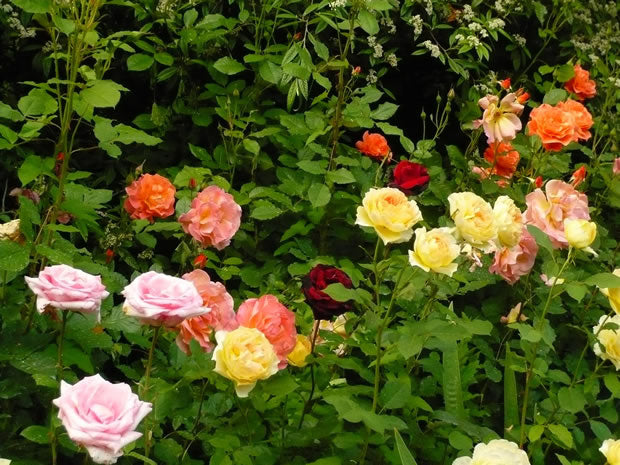 LGBTQ+ Pride Rose - Tricolour Rose Bush rosales-1 3