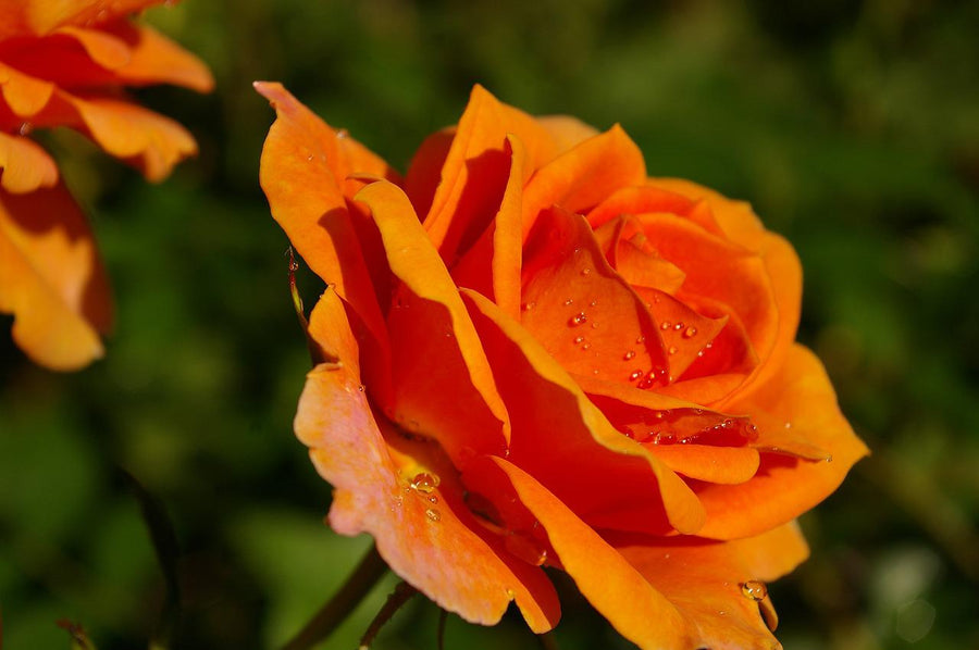 Scented Rose in 2L Tall Rose Pot - (Orange Beauty) Scented Rose in 2L Tall Rose Pot - (Orange Beauty) image2 2