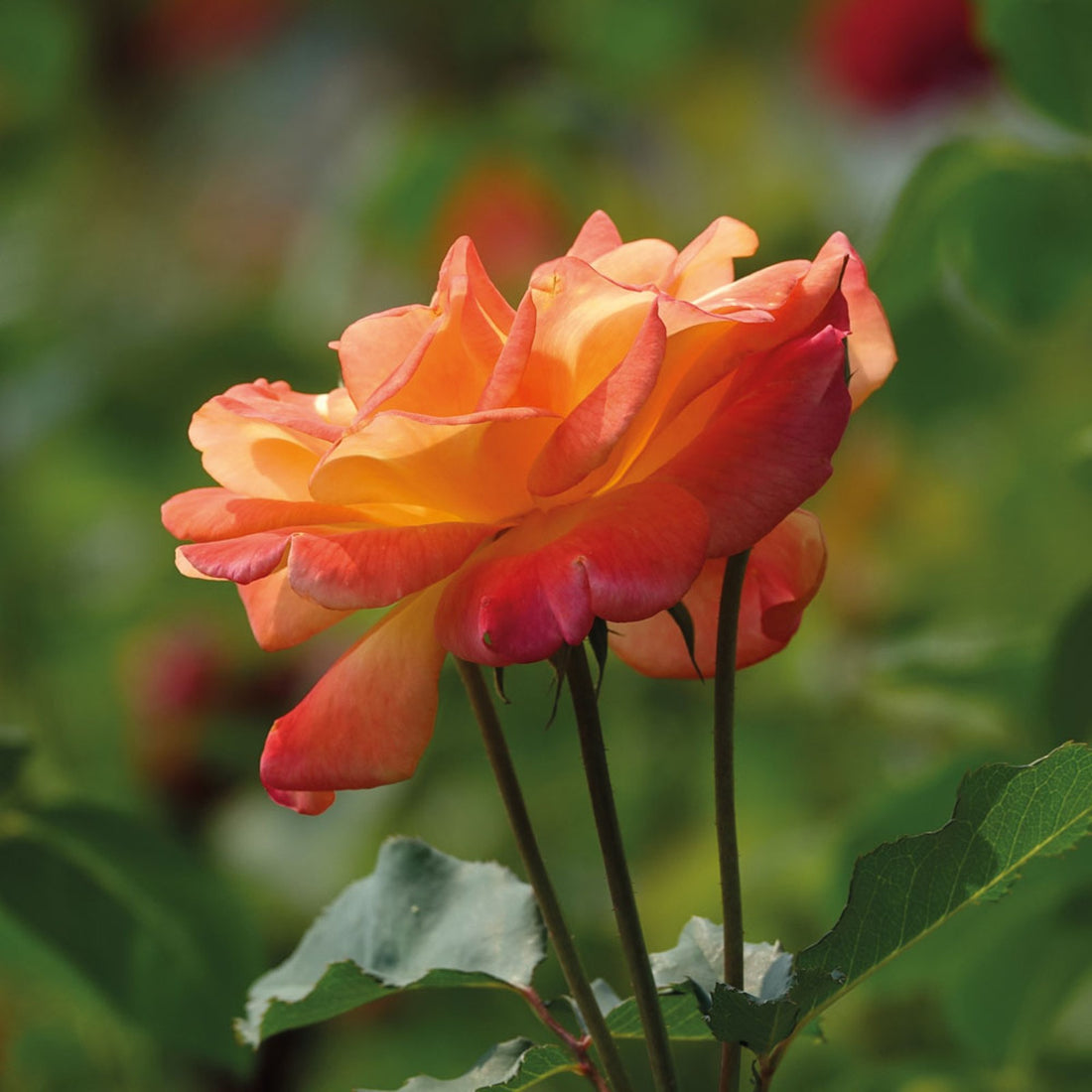 Rose Bush 'Masquerade'