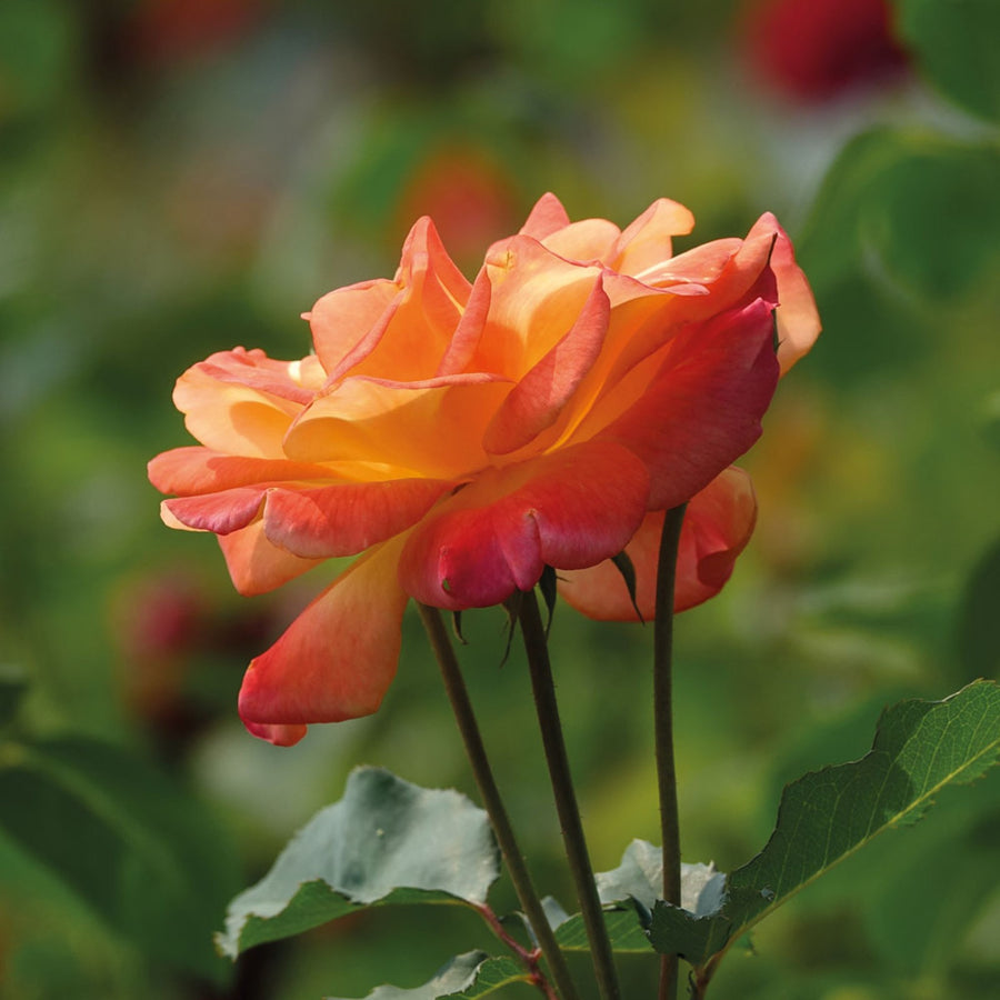 Rose Bush 'Masquerade' Rose Bush 'Masquerade' image4 4