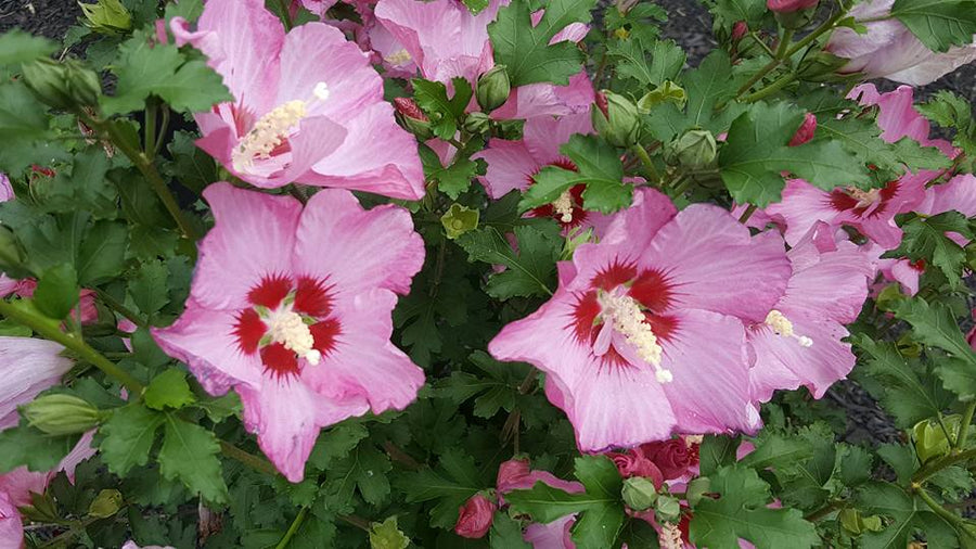 Hibiscus syriacus - Rose of Sharon - Maike rose-of-sharon 2