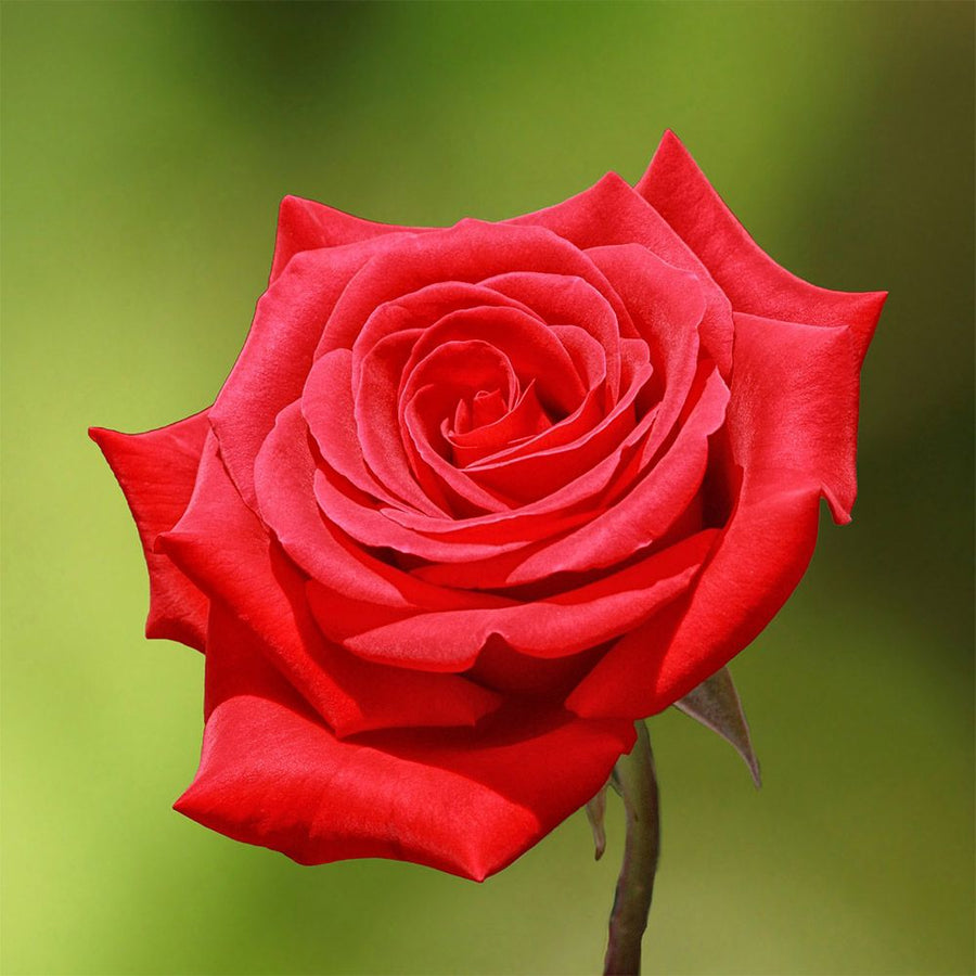 Graduation Rose Bush Gift Wrapped Graduation Rose Bush Gift Wrapped image3 3