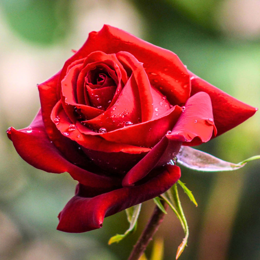 1o% off gift wrapped roses