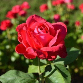 Red Meilove Rose Bush  1
