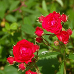 Red Meilove Rose Bush  3