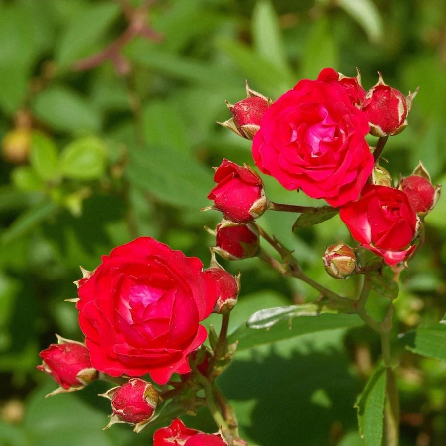 Red Meilove Rose Bush  3