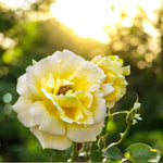 Rosa Mountbatton Rose Plant  3