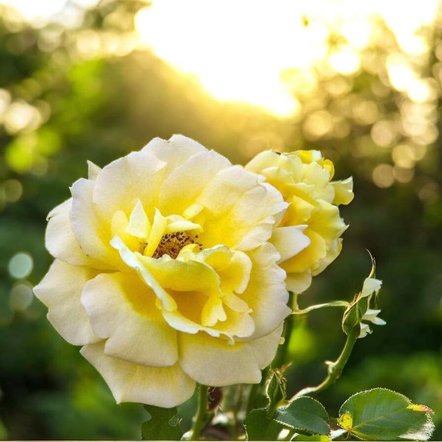 Rosa Mountbatton Rose Plant  3