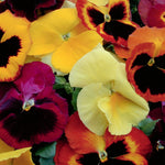 Pansy Mixed Packs  6