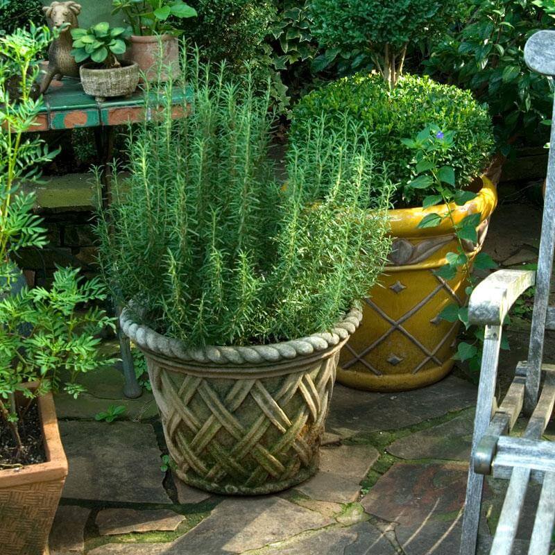Lavender and Rosemary Mixed Plants in Pots Potted rosemary plant in a decorative container placed on a garden patio 4