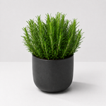 Herb Plant Collection For Beginners - Rosemary, Parsley & Mint Plants  4