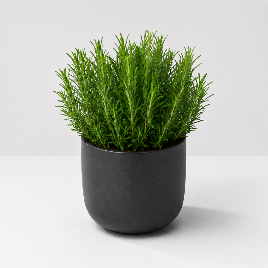 Herb Plant Collection For Beginners - Rosemary, Parsley & Mint Plants  4