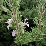 Salvia Rosmarinus Majorca Pink  3