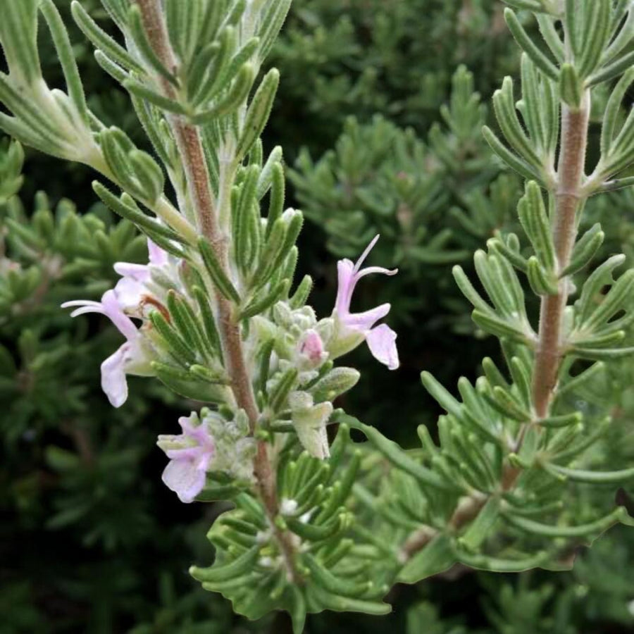 Salvia Rosmarinus Majorca Pink  3