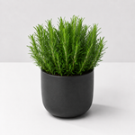 Large Herb Plant Mix - Rosemary, Bay, Thyme & Lavender  2