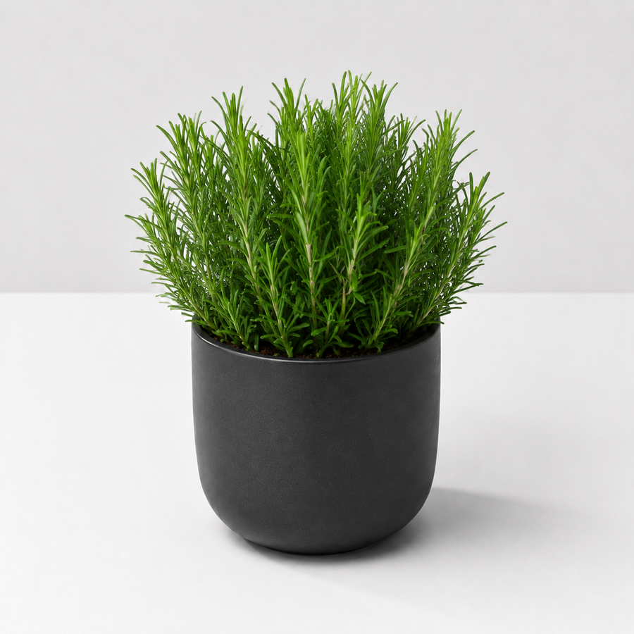 Large Herb Plant Mix - Rosemary, Bay, Thyme & Lavender  2