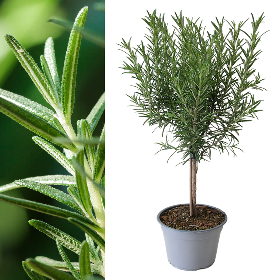 Rosemary Lollipop Tree Rosemary Lollipop Tree image1 1