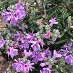 Salvia Rosmarinus Majorca Pink  2