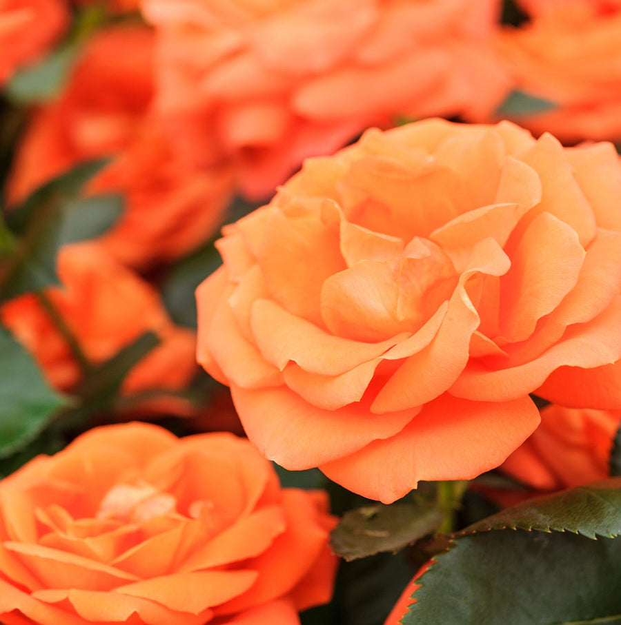 Vibrant Hybrid-Tea Rose Bush  6